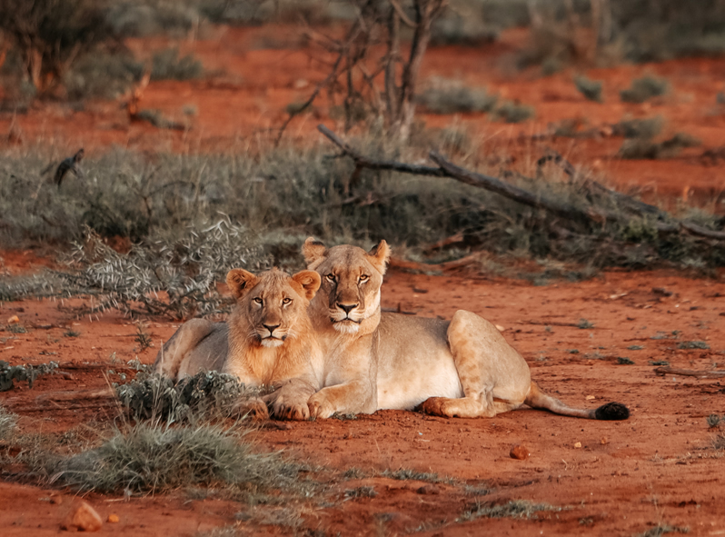 2 Days Safari (Tsavo  East)National Park