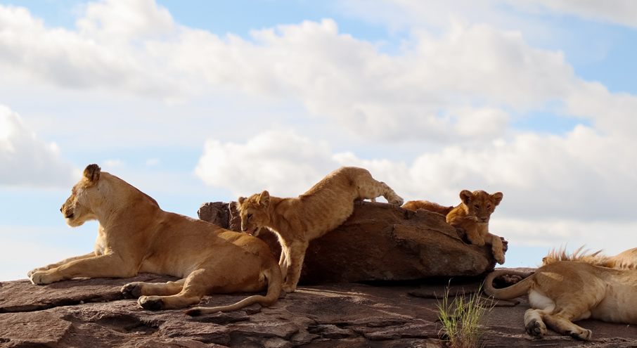 3 Days Tsavo East and Tsavo West Mombasa Safari