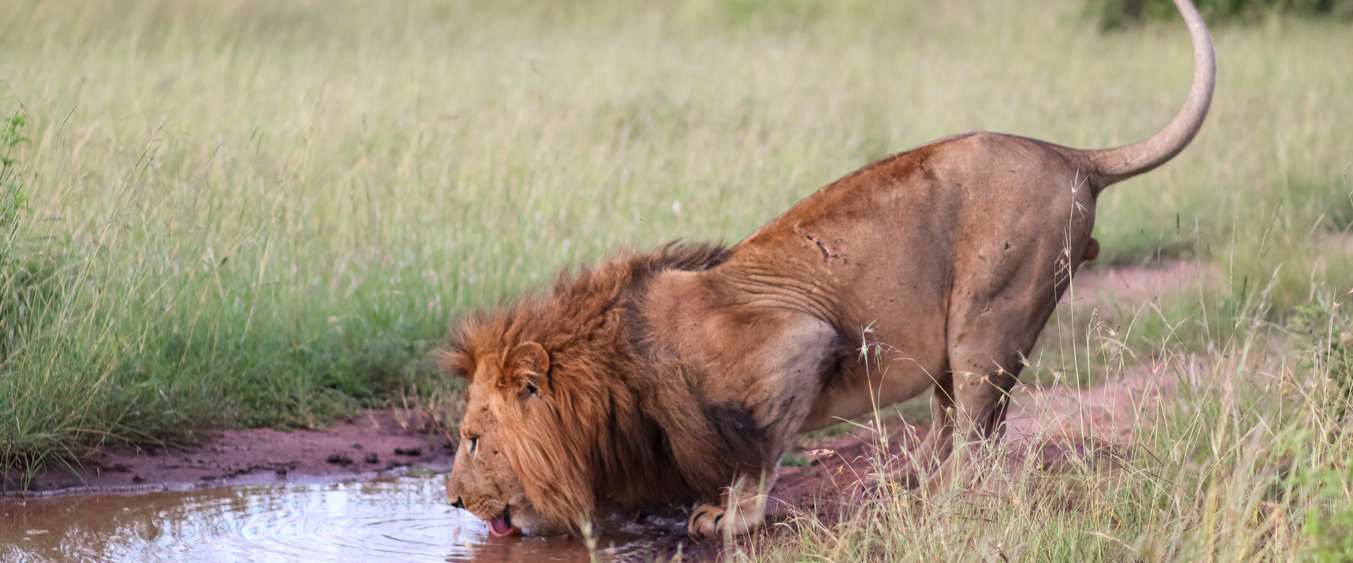 4days/3nts Masai Mara Air Safari ex/to Diani