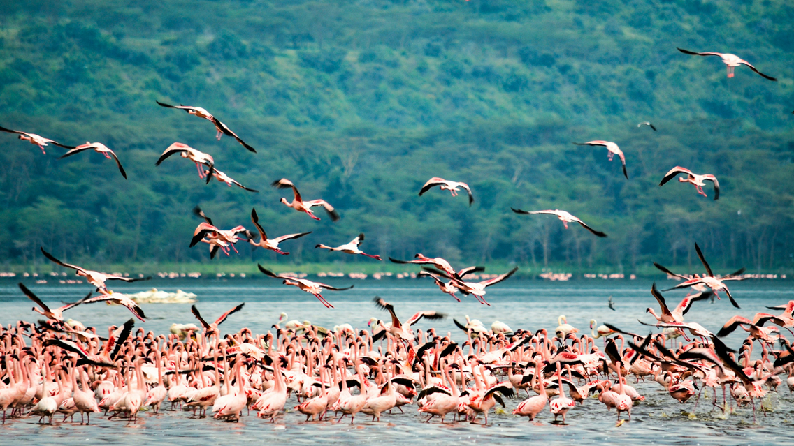 4 days Masai Mara road safari ex/to Nairobi