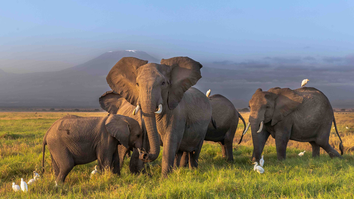 3 Days Amboseli and Tsavo West Safari - Mombasa Safari