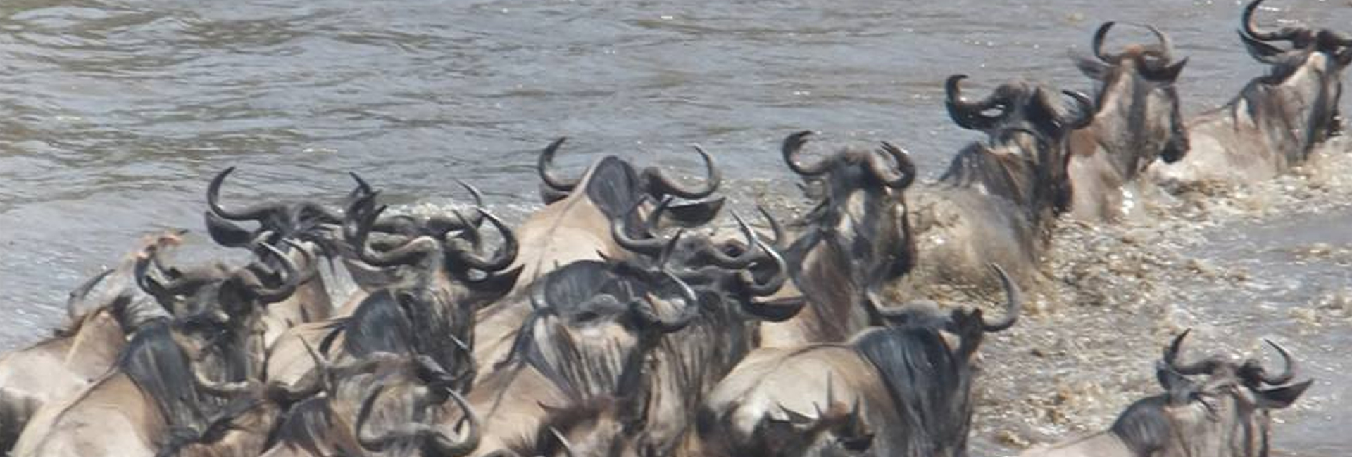 3days Masai Mara road safari ex/to Nairobi