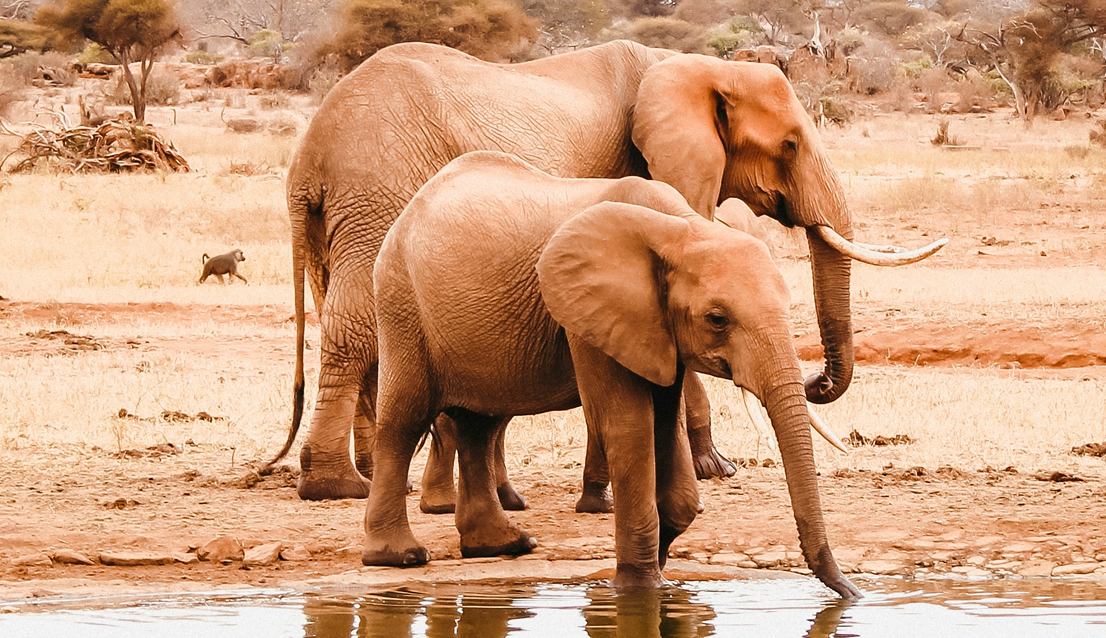 Tsavo East National Park