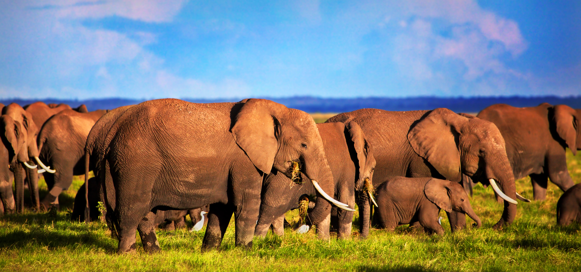 4 Days Tsavo East and Tsavo West