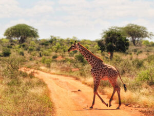 4 Days Tsavo East and Tsavo West