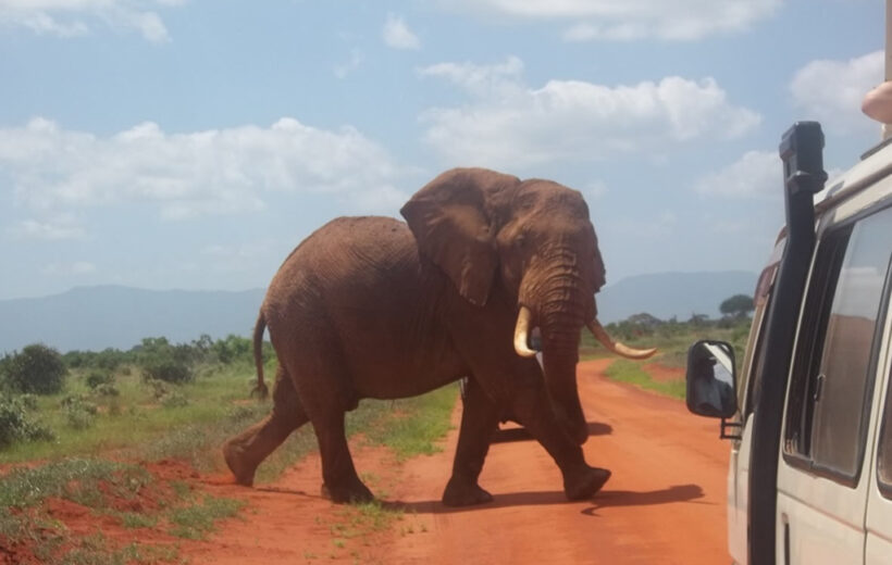 3 Days Tsavo East and Tsavo West Mombasa Safari