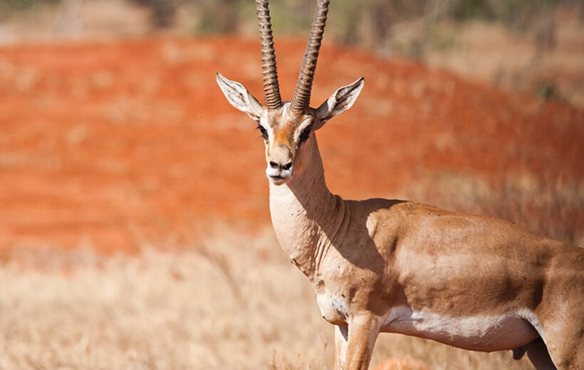 4 Days Tsavo West, Amboseli and Tsavo East - Mombasa Safari