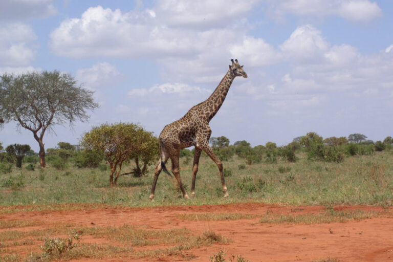 2 Days Saltlick Kenya Road Safari from Mombasa_4