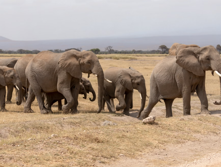 3 Days Kenya Safari - Amboseli National Park_