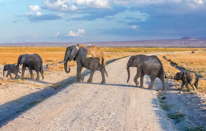 3 Days Amboseli and Tsavo West Safari - Mombasa Safari