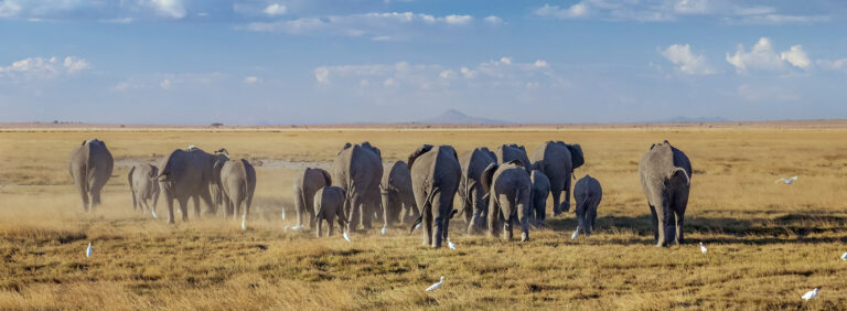 3 Days Tsavo East And Amboseli_3