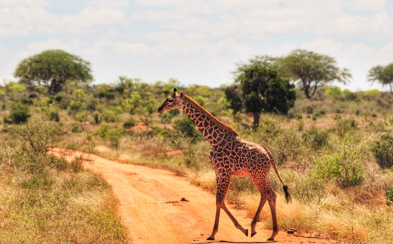 2 Days Safari (Tsavo  East)National Park